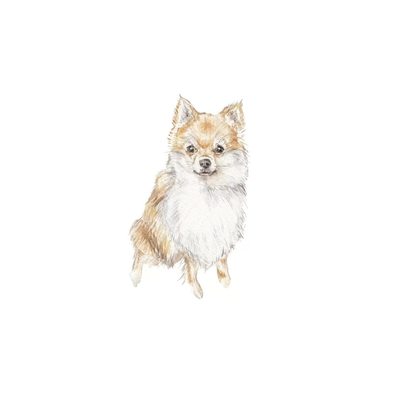 Pomeranian by Wandering Laur - Wrapped Canvas Gallery-Wrapped Canvas Giclée, 101.6 cm H x 66.04 cm W