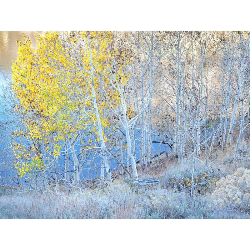 Autumn Aspen Grove Along Lakeshore Print by Bruce Heinemann, Wrapped Canvas, No Mat, 36" H x 48" W