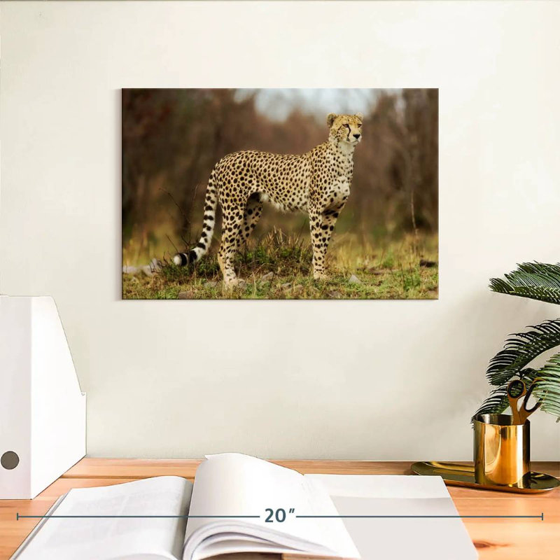 Guépard regardant sa proie, H 8 po x l 12 po