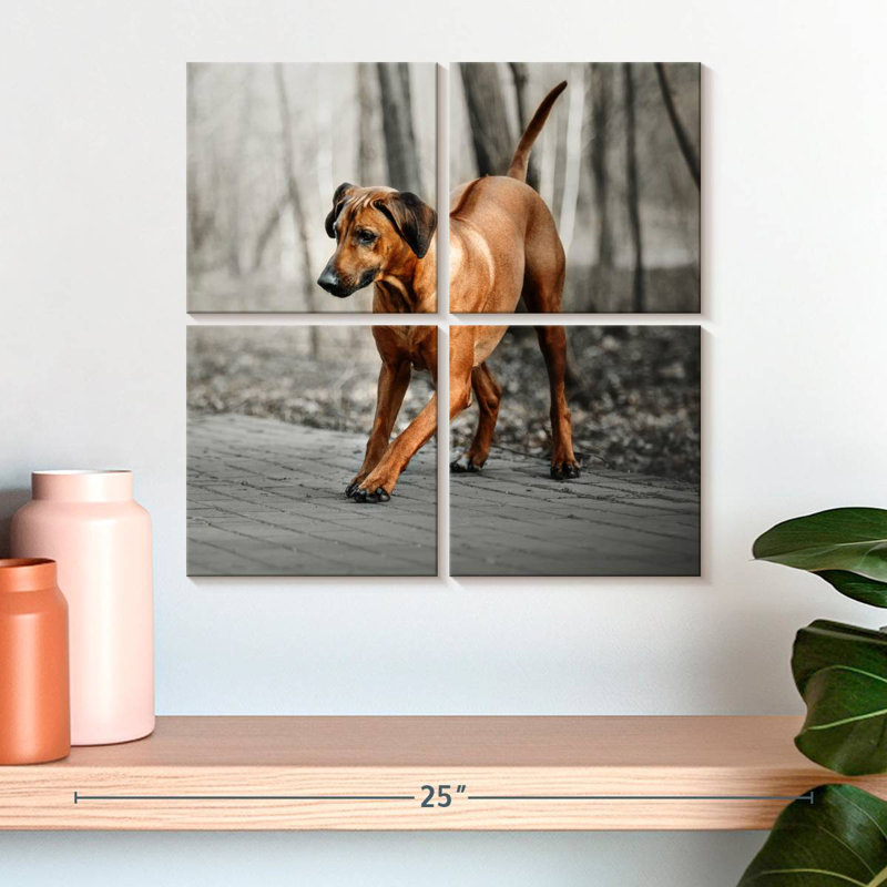 Chiot Rhodesian Ridgeback, H 18 po x l 18 po