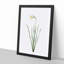Poeticus Daffodil by Pierre-Joseph Redoute - Picture Frame Painting Print-55601591-55601593