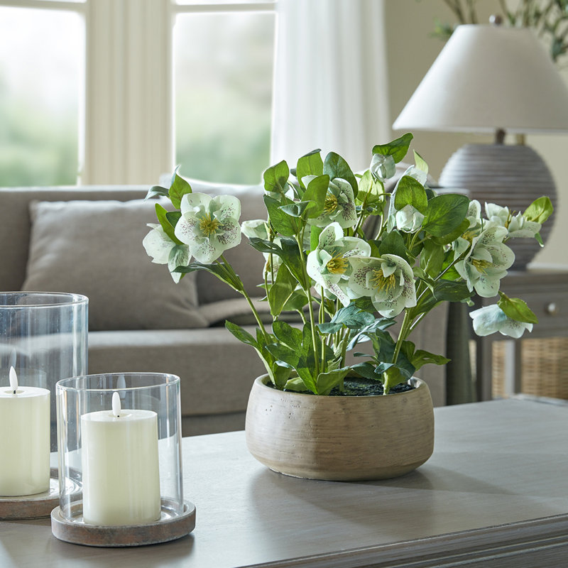 Hellebore Plant In Taupe Pot, Green, Brown