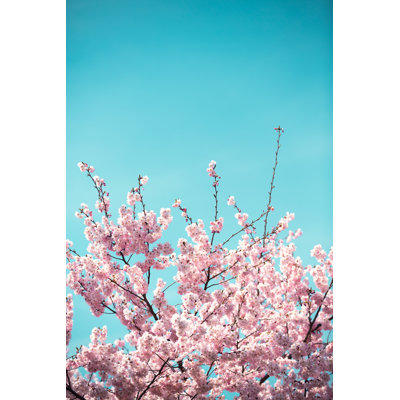 Cherry Tree - Wrapped Canvas Print