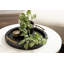 Round Ottoman Tray with Metal Handles-485116405