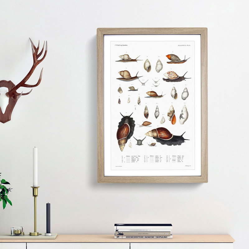 Snails & Shells by A.A. Gould - Picture Frame Art Prints, 36cm H x 27cm W x 2cm D, Oak Framed