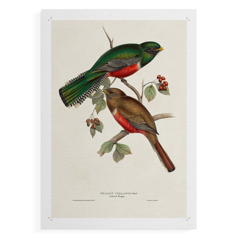 ElegantTrogonsVI - Impression sur toile seulement - NON CADRE, H 18 po x l 12 po