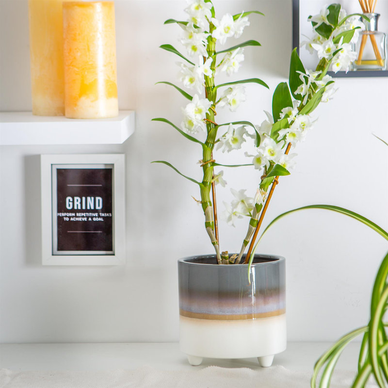 Ceramic Pot Planter, 17.5cm H x 18cm W x 18cm D, Grey