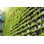 Mur vert - jardin vertical - Biowall par Fredfroese