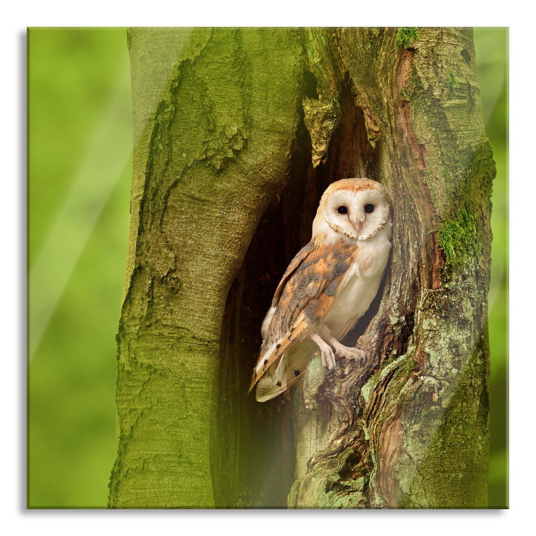 Ungerahmtes Foto auf Glas "Barn Owl Hollow Trunk"