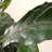 35.83'' Faux Fiddle Leaf Fig Tree in Freestanding