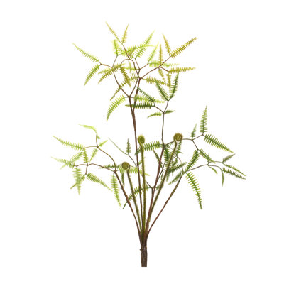 Mini Fern Bushes