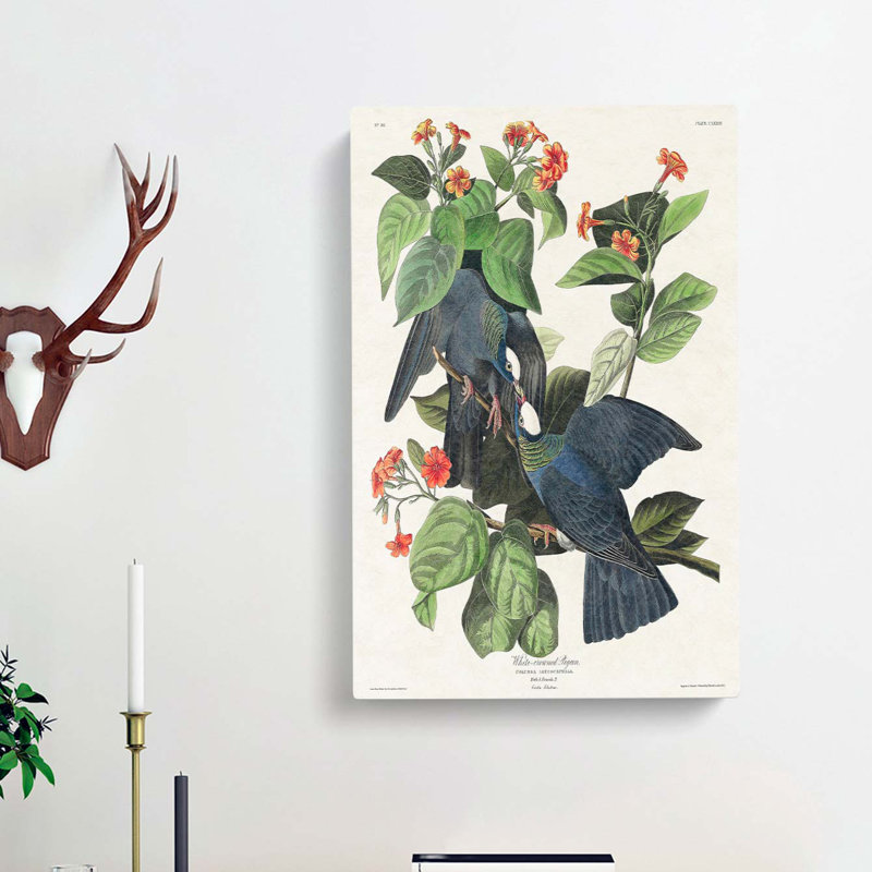 White Crowned Pigeons by John Audubon - Wrapped Canvas, 50cm H x 35cm W x 3cm D