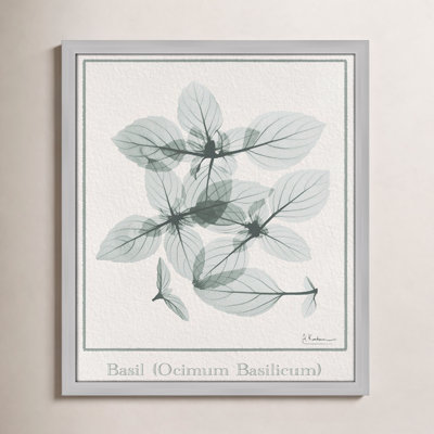 Jeanette "Basil Ocimum Basilicum" Painting