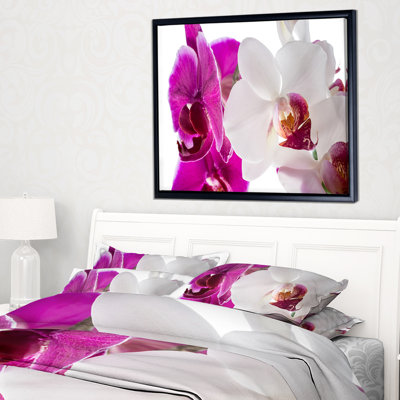 " Blooming Orchid Flowers "