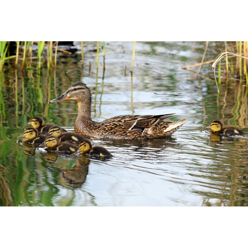 " A Family Of Ducks " by Serhii Luzhevskyi, 12" W x 8" H