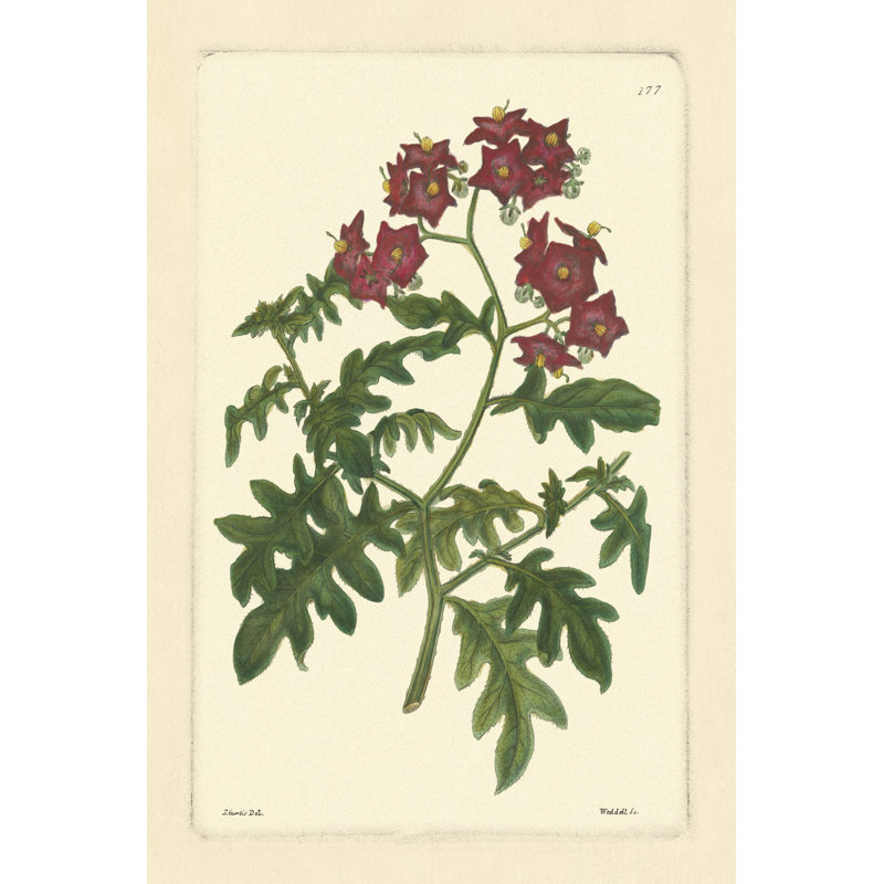 Red Curtis Botanical III by Vision Studio - Wrapped Canvas Painting, 30cm H x 20cm W