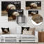 Baseball gros plan Home Run - décoration murale baseball sport-774999560-774999614
