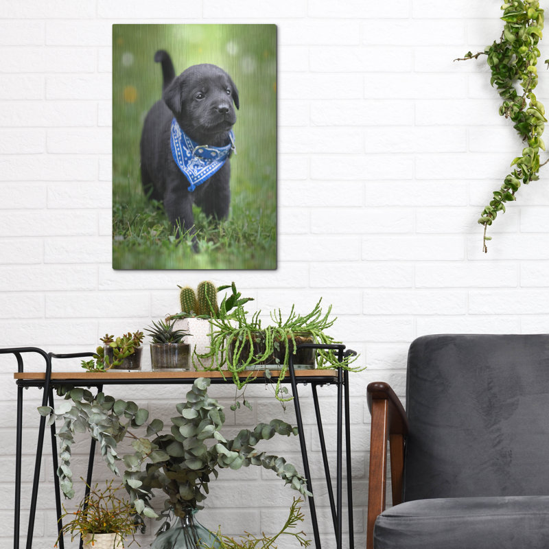 «Black Lab Pup 1» par Jonathan Ross, H 16 po x l 12 po
