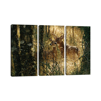 " A Golden Moment - Whitetail Deer " by Collin Bogle 3 - Pieces