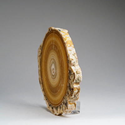 Genuine Aragonite Stalactite Slice From Mexico (471 Grams)