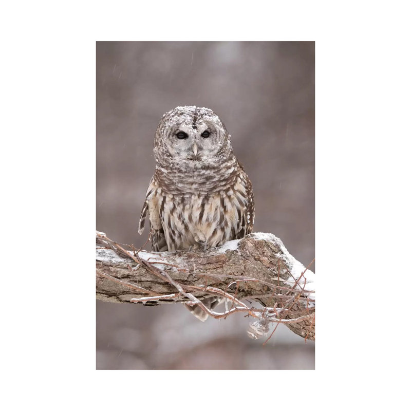 Barred Owl In Winter, Howell Nature Center, Michigan by Steve Gettle - Wrapped Canvas Print, 20.32 cm H x 30.48 cm W