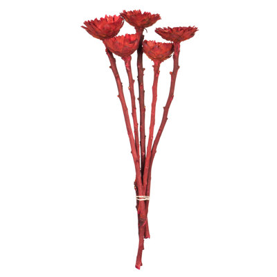 8-12" Red Rosette Compacta - Sleeved 5 stems, Dried