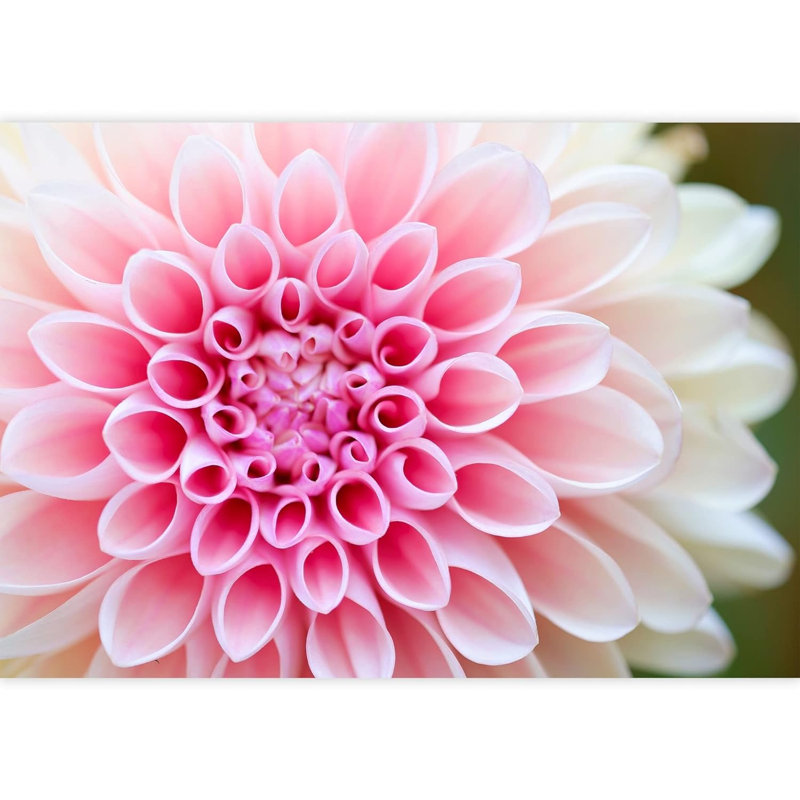 Floral Petal Closeup Border, 66" L x 96" W