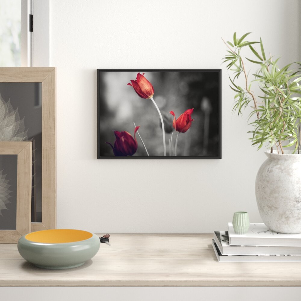 Tulpen im Abendlicht Gerahmter Fotokunstdruck