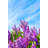 Lilac Bush - Wrapped Canvas Print-1796743811