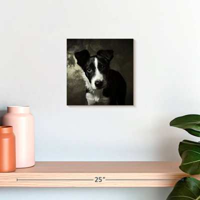 Brampt Border Collie Puppy