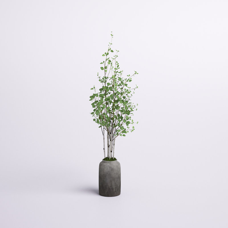 72'' Birch Tree in Terracotta Pot