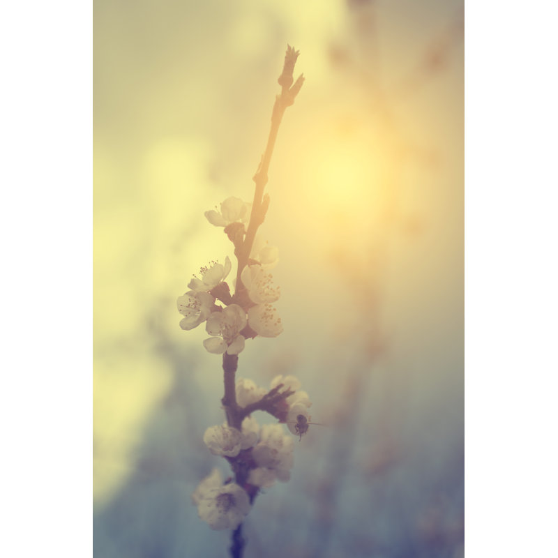 Forteau Cherry Blossom - Wrapped Canvas Print, 46cm H x 30cm W x 3.8cm D