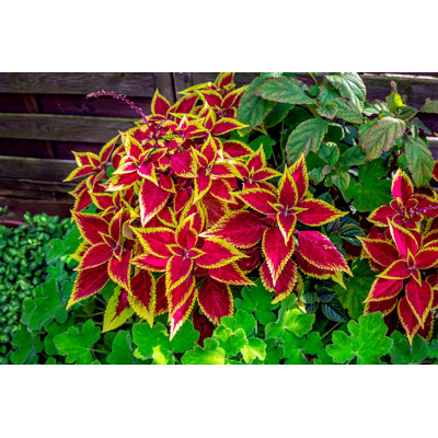 Beautiful Coleus Plant by Elenakirey - Wrapped Canvas Print