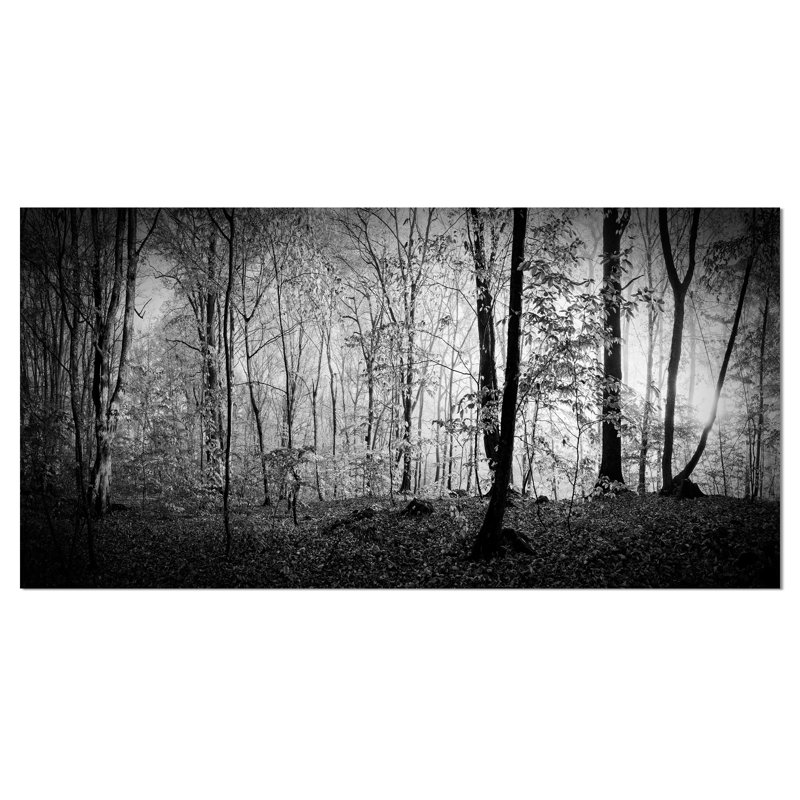Beautiful Forest Morning Panorama - Print, 20" H x 40" W, Wrapped Canvas
