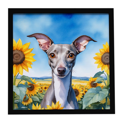 Italian Greyhound in Sunflowers Framed Metal Print