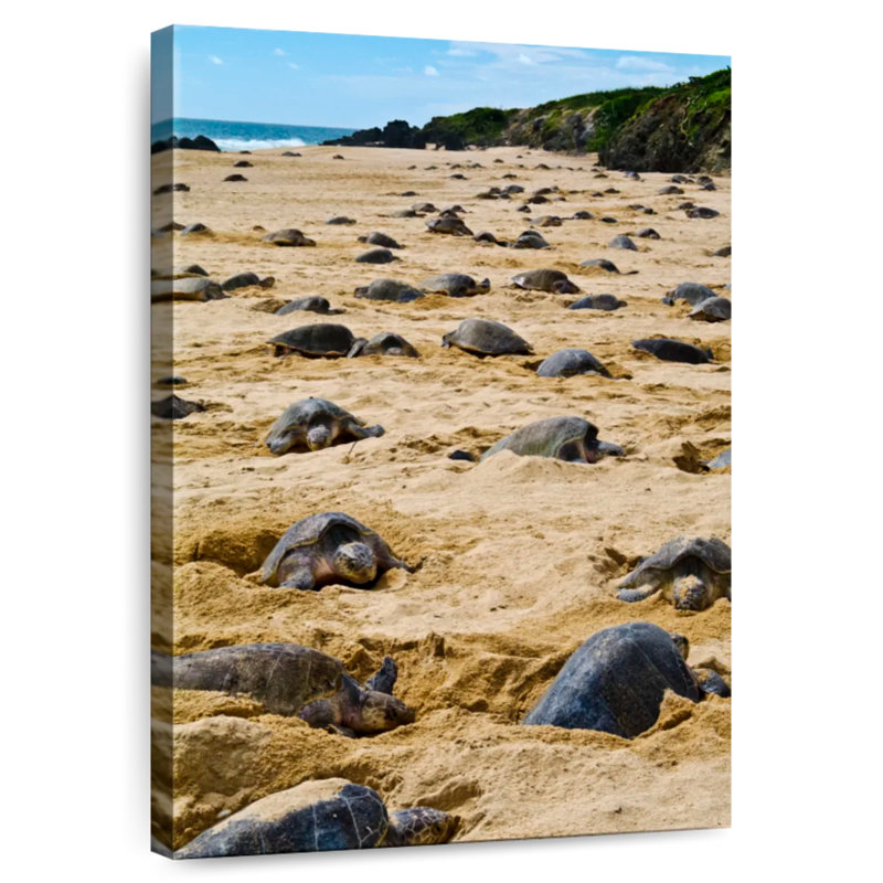 Tortues nicheuses Brampt, H 30 po x l 20 po
