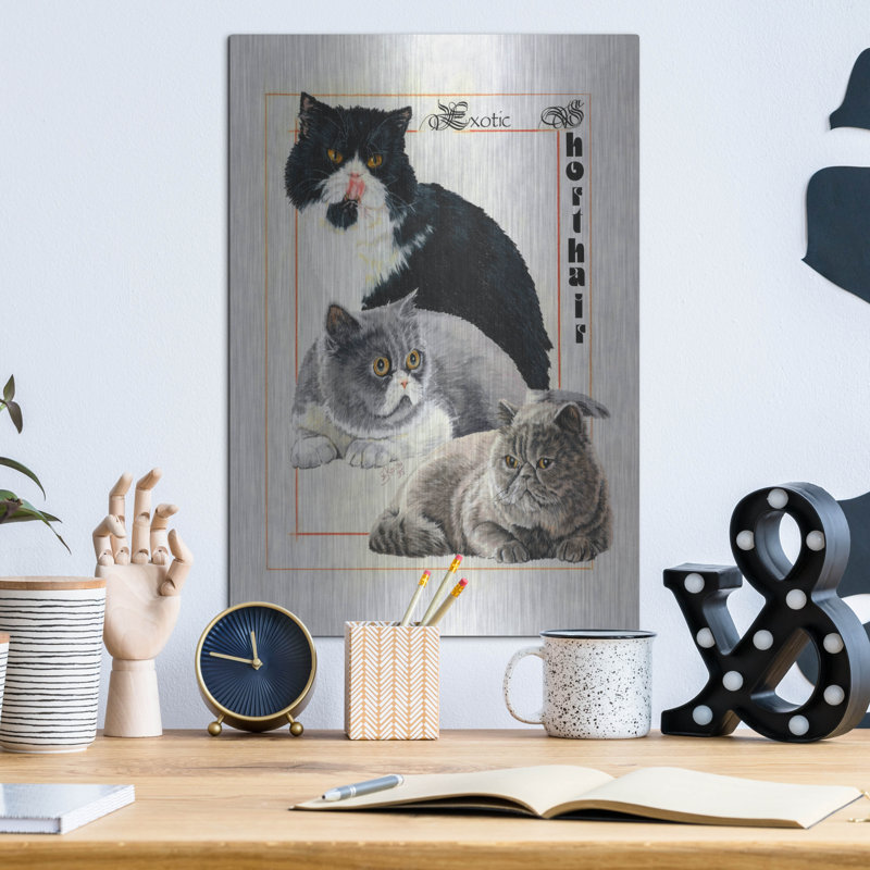 «Exotic Shorthair» par Barbara Keith, H 16 po x l 12 po