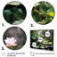Étangs de lotus verts verts sur toile-1953714658-1953714659