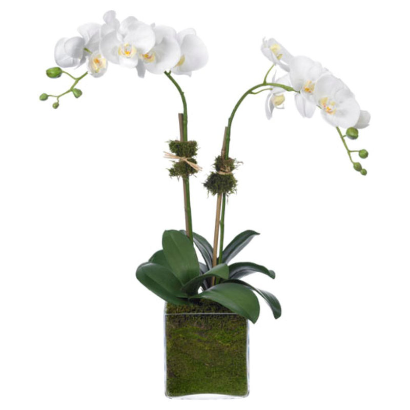 White Artificial Phalaenopsis Orchid in Glass Vase