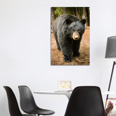 Black Bear Portrait During A Mild Winter, Oregon by Michael Durham - Wrapped Canvas Print