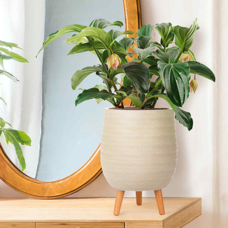 Idealist Plaited Style Egg Planter With Legs, Round Indoor Plant Pot Stand For Indoor Plants, 34cm H x 22cm W x 22cm D, Beige
