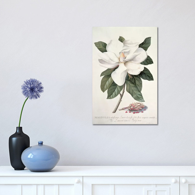 " Magnolia " by Georg Dionysius Ehret, 18" H x 12" W x 1.5" D