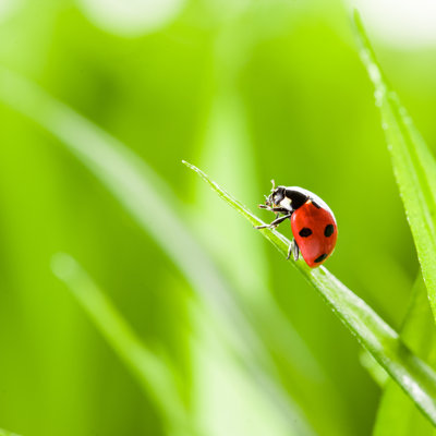 Elizebeth Red Ladybug - Wrapped Canvas Print
