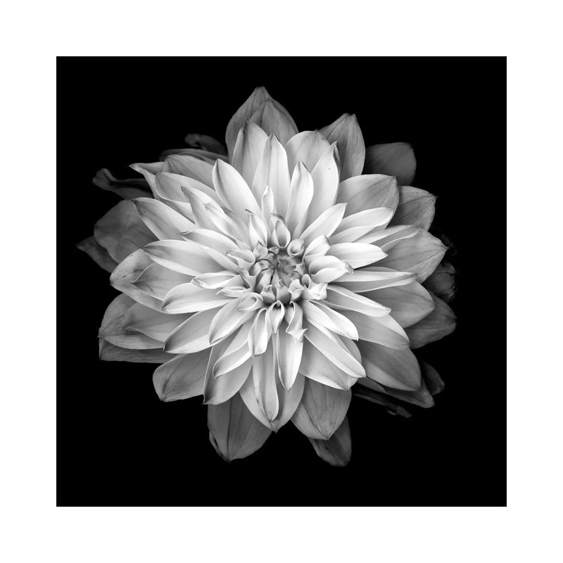 Dahlia XVII by Andrea Stokes - Wrapped Canvas Print, 30.48 cm H x 30.48 cm W