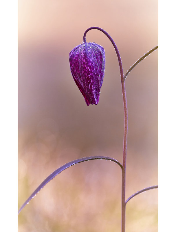 Wrapped Canvas Print, 76.2 cm H x 50.8 cm W