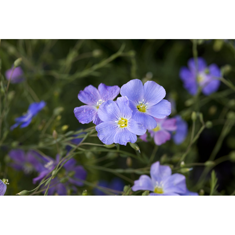 Lin bleu (Linum Perenne) par Ayimage, H 20 po x l 30 po