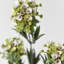Alyssum artificiel blanc en soie Audet (paquet de 1 branche)