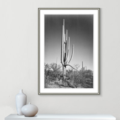 «Cactus In Saguaro National Monument In Arizona», reproduction de photo sur papier encadrée
