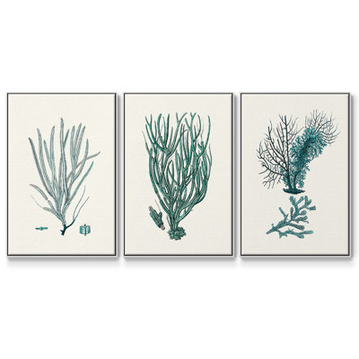 " Antique Coastal Coral VI " 3 - Pieces