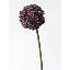 Tige sphérique Allium - 27 po-169840726-169840730